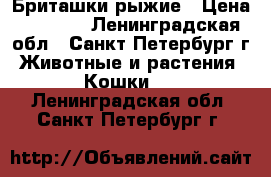 Бриташки рыжие › Цена ­ 3 999 - Ленинградская обл., Санкт-Петербург г. Животные и растения » Кошки   . Ленинградская обл.,Санкт-Петербург г.